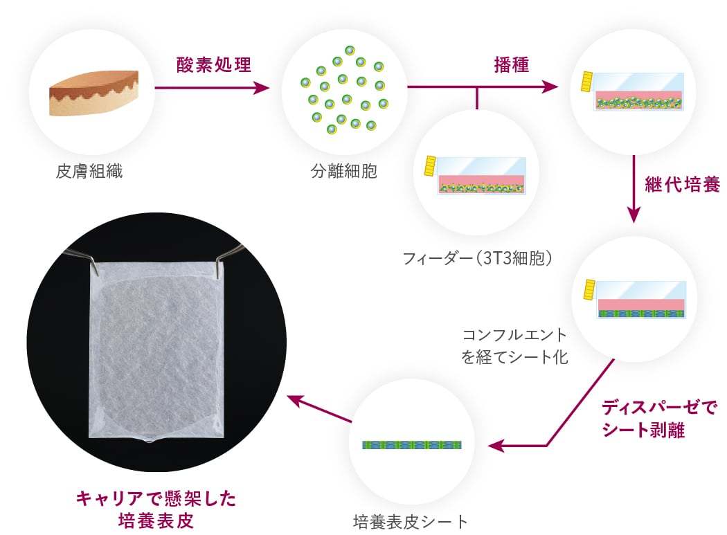図：培養表皮の作製法の概略図