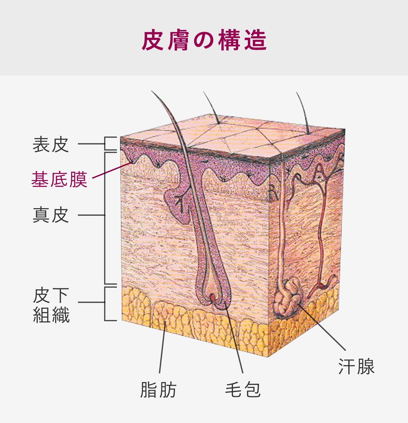 皮膚の構造