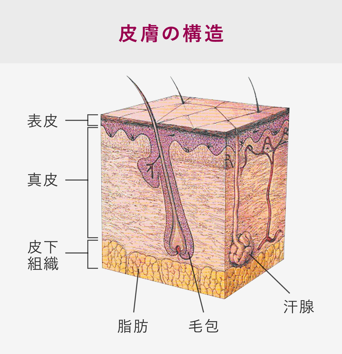 皮膚の構造