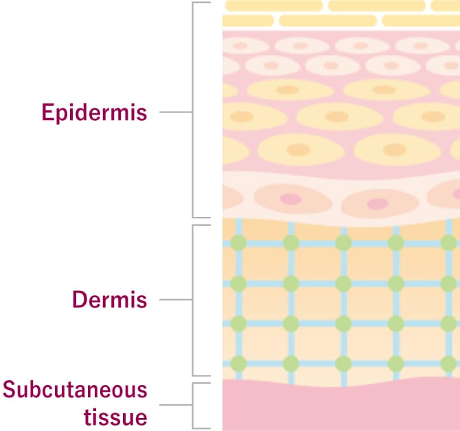 Treatment for severe burns | Japan Tissue Engineering Co., Ltd. (J-TEC) Treatment for severe burns | Japan Tissue Engineering Co., Ltd. (J-TEC)
