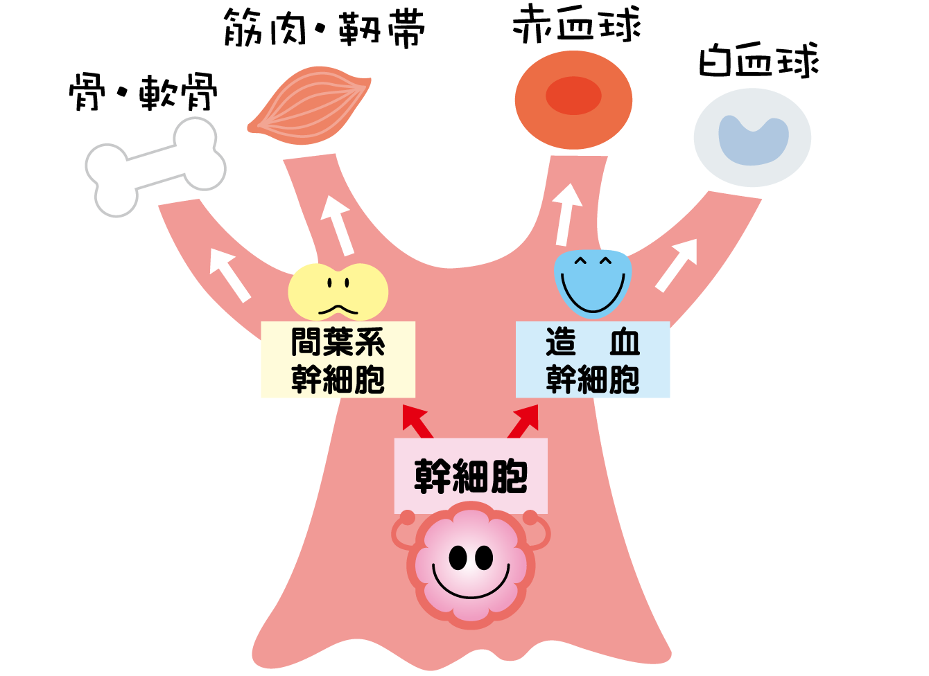 再生医療のおはなし